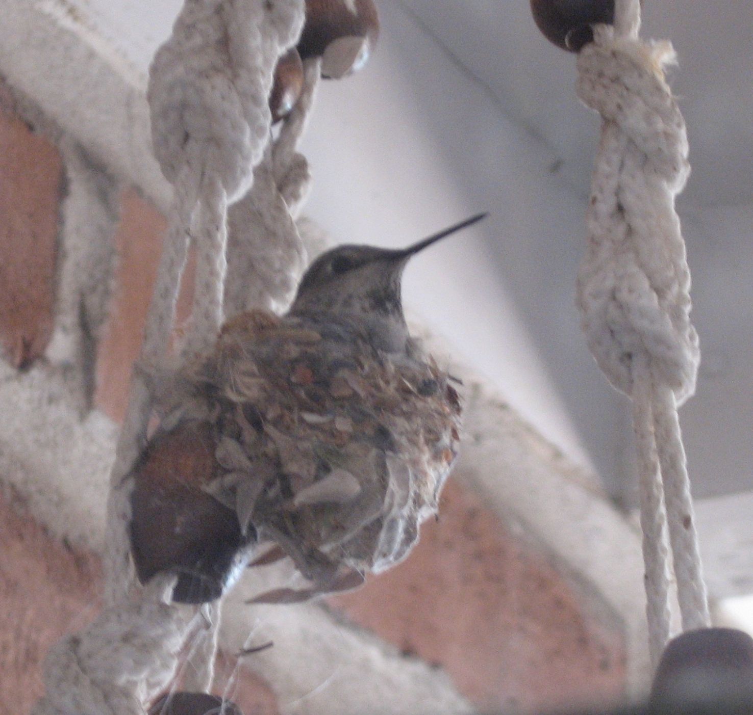 Hummingbirds from backyards and beyond